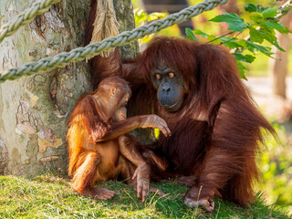 Orang-outan © Thierry