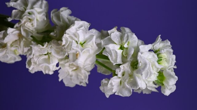 Graceful white matthiola Bloom, color Background 4K vertical video