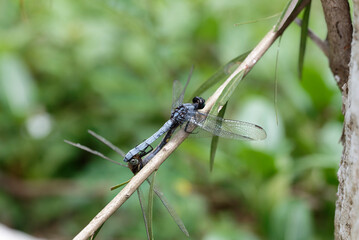 Close-up of dragonfly mating