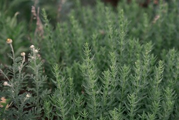 Nature. A green background of young grass. The eco-friendliness of nature. Photo 2