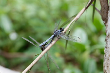 Close-up of dragonfly mating