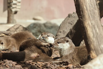 Obraz premium Otters cuddling on the ground