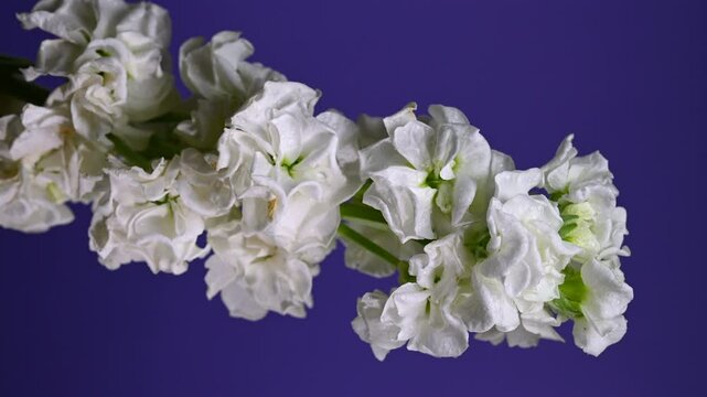 Graceful white matthiola Bloom, color Background 4K vertical video
