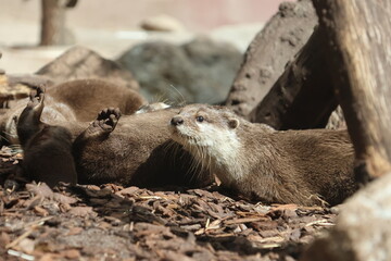 Otters cuddling on the ground