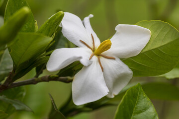 common gardenia