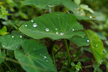 Dew drops on a waterproof green leaf in Costa Rica