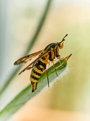 Wasp moth. Six-belted Clearwing. Bembecia ichneumoniformis / uroceriformis
