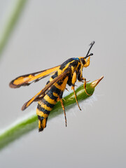 Wasp moth. Six-belted Clearwing. Bembecia ichneumoniformis / uroceriformis

