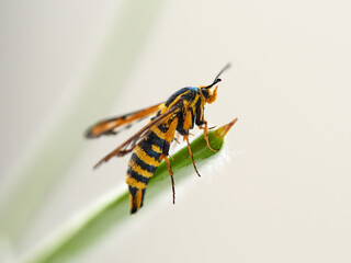 Wasp moth. Six-belted Clearwing. Bembecia ichneumoniformis / uroceriformis
