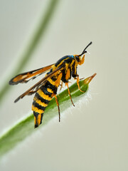 Wasp moth. Six-belted Clearwing. Bembecia ichneumoniformis / uroceriformis

