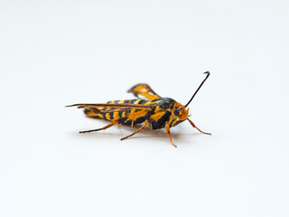 Wasp moth. Six-belted Clearwing. Bembecia ichneumoniformis / uroceriformis
