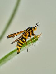 Wasp moth. Six-belted Clearwing. Bembecia ichneumoniformis / uroceriformis
