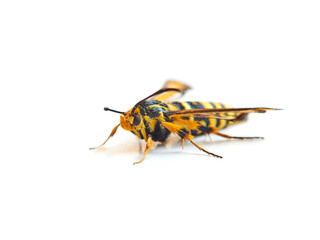 Wasp moth. Six-belted Clearwing. Bembecia ichneumoniformis / uroceriformis
