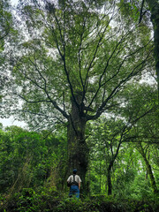 Must-visit hiking trails in Taiwan. Many hiking trails suitable for hikers of all levels. Self-guided trails with guided tours, visitors can gain a deeper understanding of Taiwan's forest ecology.