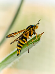 Wasp moth. Six-belted Clearwing. Bembecia ichneumoniformis / uroceriformis
