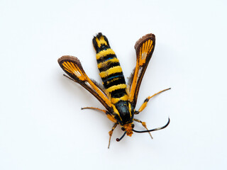Wasp moth. Six-belted Clearwing. Bembecia ichneumoniformis / uroceriformis

