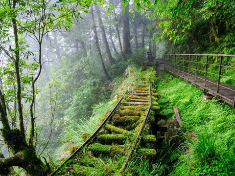 Must-visit hiking trails in Taiwan. Many hiking trails suitable for hikers of all levels. Self-guided trails with guided tours, visitors can gain a deeper understanding of Taiwan's forest ecology.