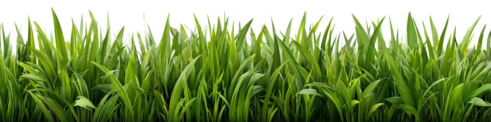 Obraz premium Green grass border with tall blades and shadows, realistic texture, isolated on a Transparent background, PNG file. background