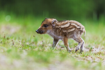 little wild boar (Sus scrofa) walking on the grass by the forest