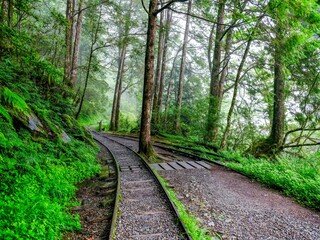 Fototapeta premium Must-visit hiking trails in Taiwan. Many hiking trails suitable for hikers of all levels. Self-guided trails with guided tours, visitors can gain a deeper understanding of Taiwan's forest ecology.
