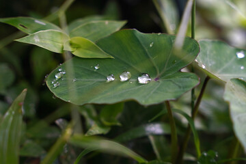 Dew drops on a waterproof green leaf in Costa Rica