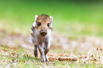 little wild boar (Sus scrofa) a very close portrait