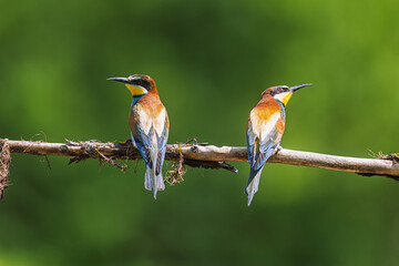 The male European bee-eater (Merops apiaster) back to back