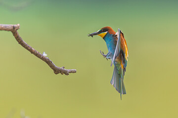The male European bee-eater (Merops apiaster) return to the branch with an insect in its beak