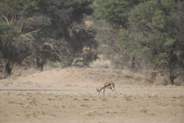 Springbok antelope looking for food in the arid Kalahari Desert in between dust storms