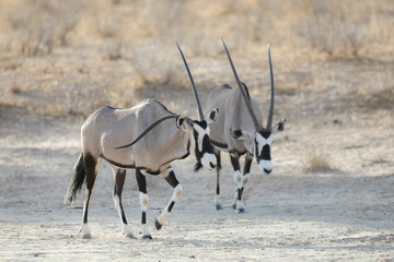 Gemsbok antelope with a bent horn walking across the arid Kalahari Desert 