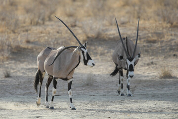Gemsbok antelope with a bent horn walking across the arid Kalahari Desert 