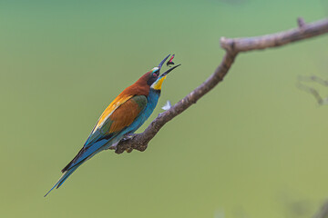 The male European bee-eater (Merops apiaster) before swallowing a colored fly