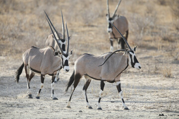 Gemsbok antelope with a bent horn walking across the arid Kalahari Desert 