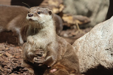 Otters cuddling on the ground
