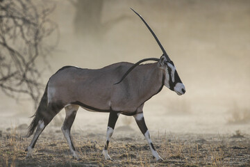 Gemsbok antelope with a bent horn walking across the arid Kalahari Desert 