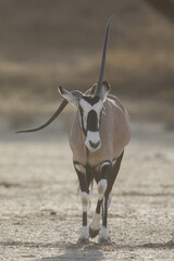 Gemsbok antelope with a bent horn walking across the arid Kalahari Desert 