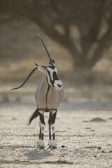 Gemsbok antelope with a bent horn walking across the arid Kalahari Desert 