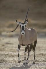 Gemsbok antelope with a bent horn walking across the arid Kalahari Desert 