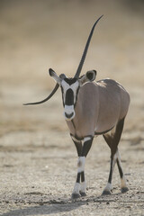 Gemsbok antelope with a bent horn walking across the arid Kalahari Desert 