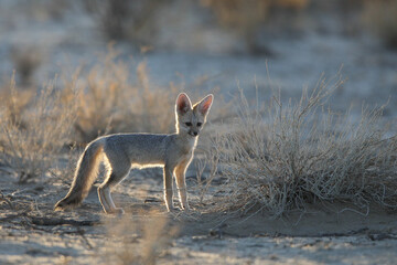 Cape fox looking for food in the arid Kalahari Desert