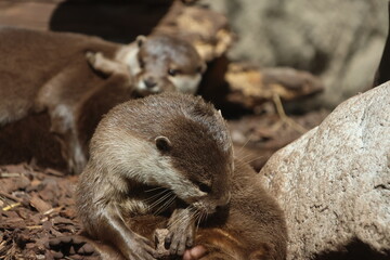 Otters cuddling on the ground