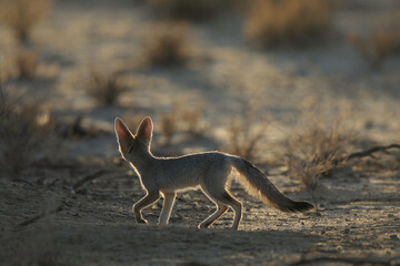 Cape fox running around the dry Kalahari Desert in the early morning