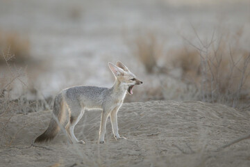 Cape fox yawning in the early morning prior to sleeping in its nearby den
