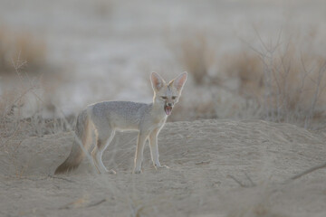 Cape fox yawning in the early morning prior to sleeping in its nearby den