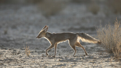 Cape fox looking for food in the arid Kalahari Desert