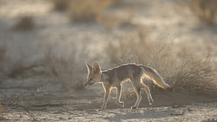 Fototapeta premium Cape fox looking for food in the arid Kalahari Desert