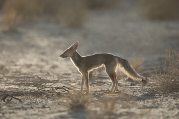 Cape fox looking for food in the arid Kalahari Desert