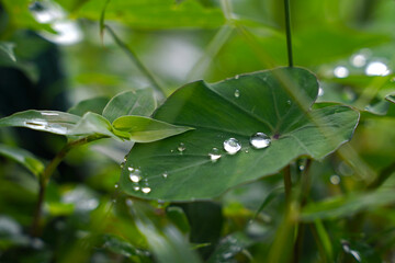 Dew drops on a waterproof green leaf in Costa Rica