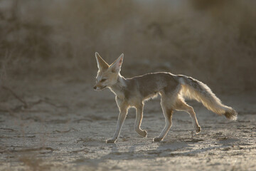 Cape fox running around in the dust of the Kalahari Desert