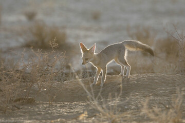 Cape fox looking for food in the arid Kalahari Desert